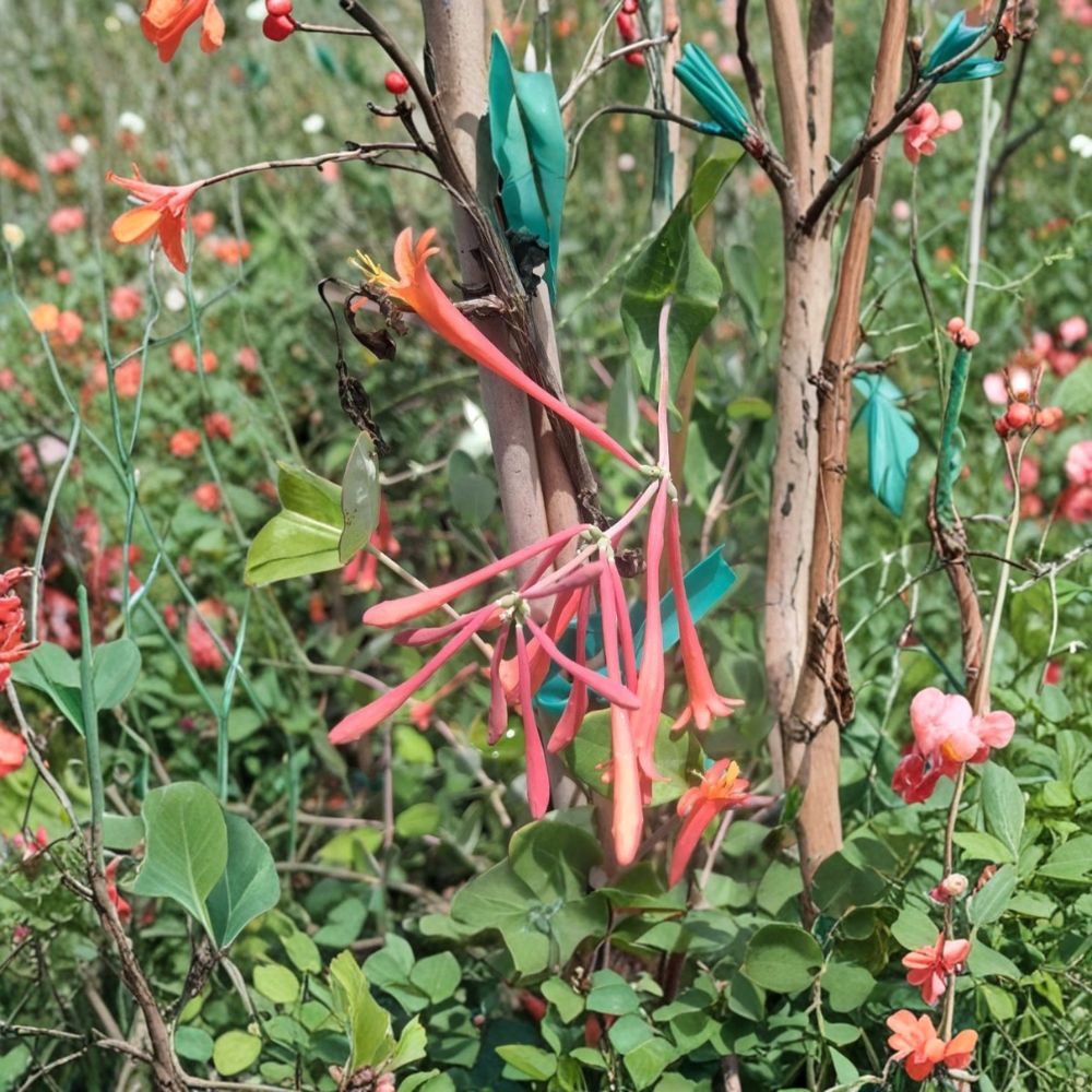 Coral Honeysuckle Live Plant 1 Gallon Climbing Vine Fragrant Hummingbird Attracting Lonicera sempervirens