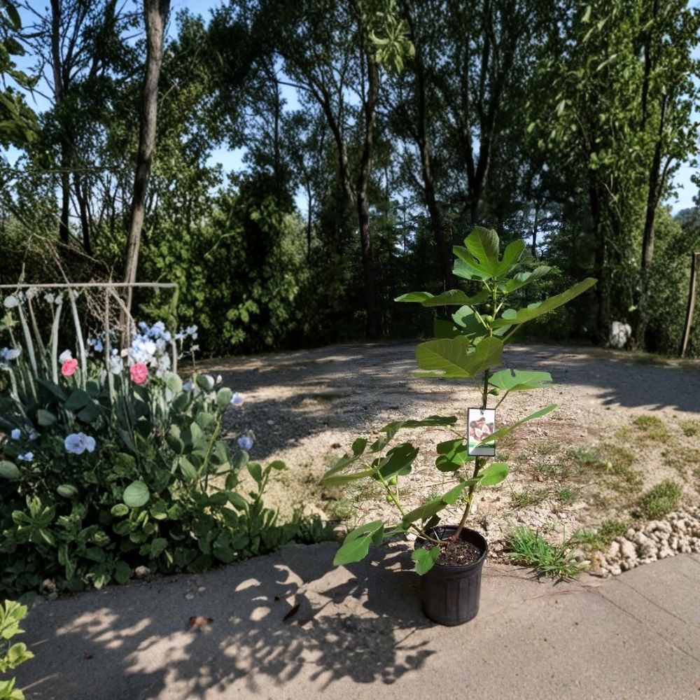 Texas Everbearing Fig Tree Live Plant – 1–3 Feet Tall, 1 Gallon, Ficus carica, Sweet Fruit Producing Tree