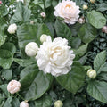 Grand Duke of Tuscany Jasmine Live Plant | Double Flower Arabian Jasmine | 2–8 Inch Rooted Starter | Fragrant Indoor Plant