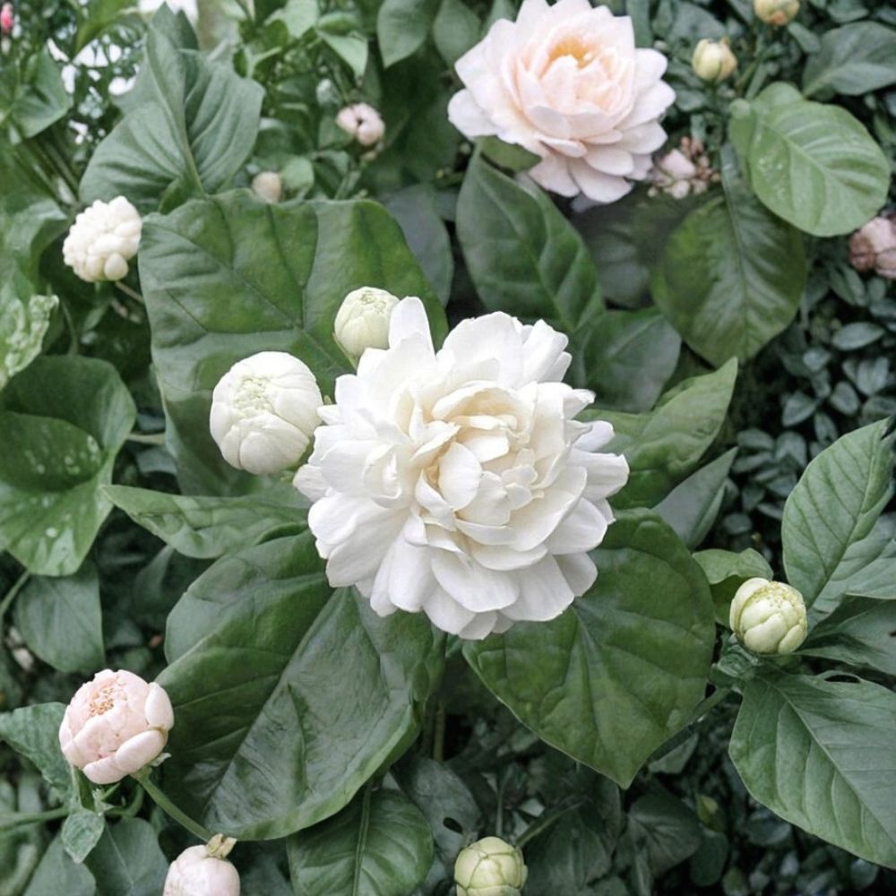 Grand Duke of Tuscany Jasmine Live Plant | Double Flower Arabian Jasmine | 2–8 Inch Rooted Starter | Fragrant Indoor Plant