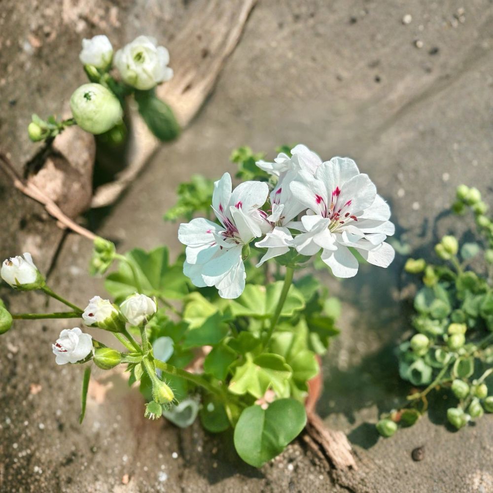 White Geranium Live Plant in 6-Inch Pot, Blooming Pelargonium for Outdoor Garden & Patio, Drought Tolerant Flowering Plant