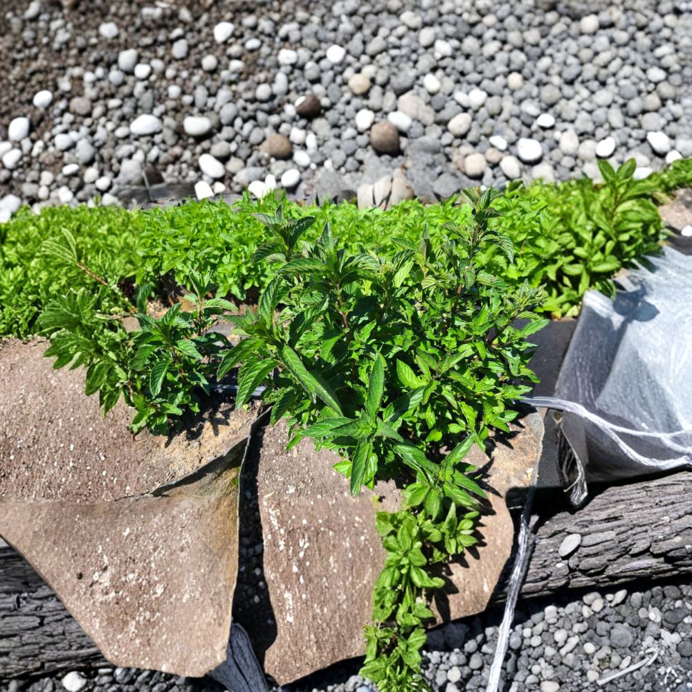 Sweet Pear Mint Unrooted Cuttings – Mentha × piperita ‘Sweet Pear’ Organic Herb Plant, Pear-Scented Culinary & Tea Mint