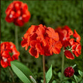 Geranium Seeds | Pinto Premium Scarlet Deep Pelargonium | Bright Red Blooms | Garden & Container Planting