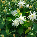 Jasmine Plant – Jasminum sambac Double Fragrant Live Starter in Pot for Indoor Outdoor Tropical Garden