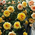 St. Tropez Floribunda Rose Live Plant – 3 Gallon Rose Bush with Abundant Blooms, Landscape Garden Rosa Floribunda