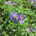 Geranium Pratense Seeds – Meadow Cranesbill Blue Violet Perennial Flower Seeds for Pollinator Gardens