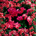 Fuchsia Ivy Leaf Geranium Seeds – Trailing Pelargonium ‘Summer Showers’ for Baskets & Containers, Hummingbird Friendly