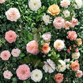 Apricot Drift Rose – Groundcover Live Plant, 5 Gallon, Apricot Blooms, Disease Resistant Rosa Hybrid