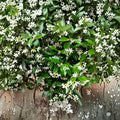 Star Jasmine Cuttings 6 Pack | Organic Trachelospermum jasminoides Vine with Fragrant White Flowers for Indoor & Outdoor Gardening