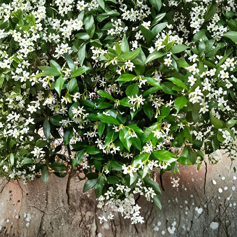 Star Jasmine Cuttings 6 Pack | Organic Trachelospermum jasminoides Vine with Fragrant White Flowers for Indoor & Outdoor Gardening