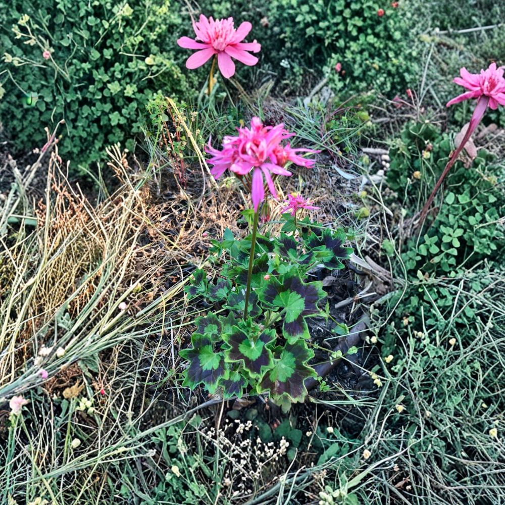 Rare Spiky Pink Pelargonium Cutting – Salmon Pink Geranium Live Plant, Easy to Root, Flowering Perennial, Container Friendly