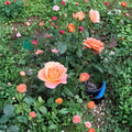 New Year Grandiflora Rose Live Plant, 3-Gallon Vibrant Orange Blooming Rose Bush, Rosa Grandiflora 'New Year'