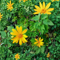 Perennial Mexican Sunflower Cuttings – Organic Tithonia diversifolia, Fast Growing Pollinator Plant, Unrooted for Garden & Landscape