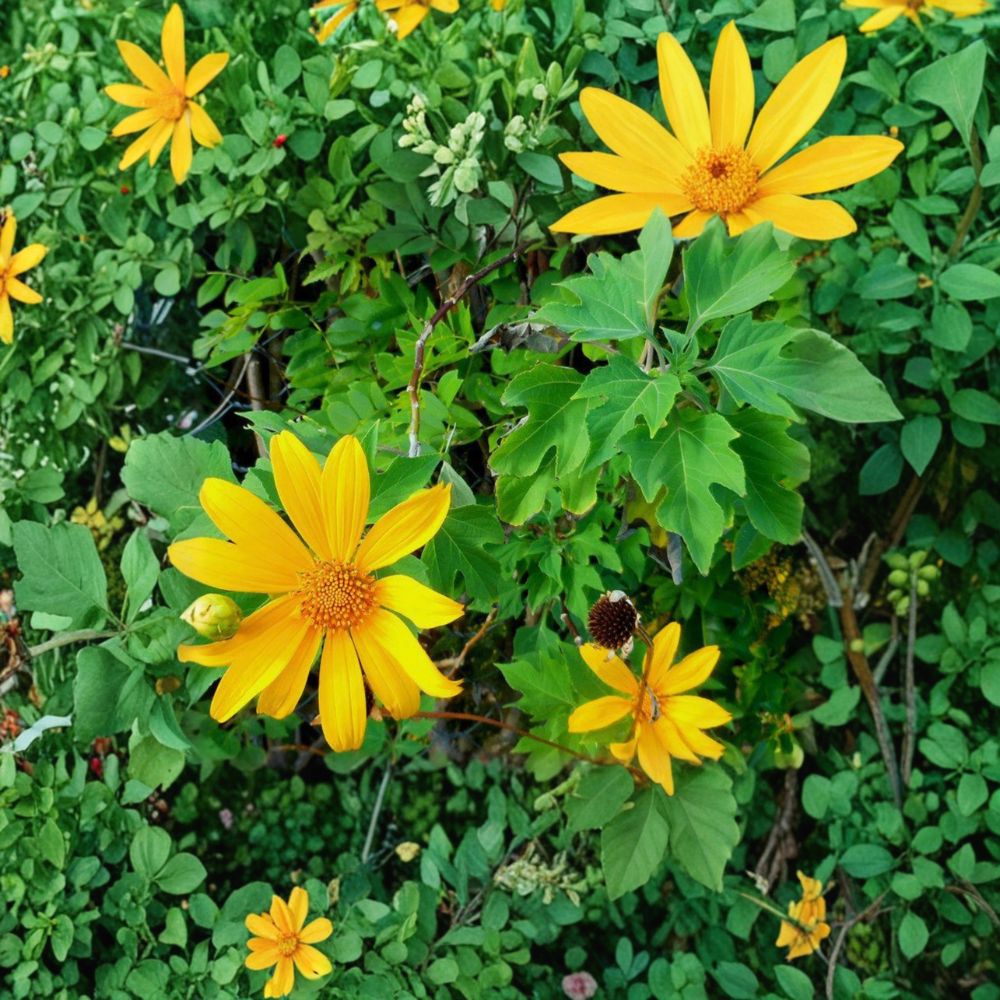 Perennial Mexican Sunflower Cuttings – Organic Tithonia diversifolia, Fast Growing Pollinator Plant, Unrooted for Garden & Landscape