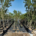 Jefferson Peach Tree Live Plant – 4-6 Feet Tall, Self-Pollinating Freestone Peach, Prunus persica, Easy to Grow Fruit Tree