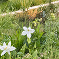 Organic Nicotiana alata Seeds – Fragrant Night-Blooming Flowers for Moon Garden, Pollinator-Friendly Annual