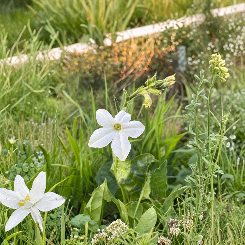 Organic Nicotiana alata Seeds – Fragrant Night-Blooming Flowers for Moon Garden, Pollinator-Friendly Annual