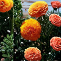 Marigold Seeds Coco Orange Deep | Tagetes erecta | Tall African Marigold with Deep Orange Flowers for Cutting Gardens