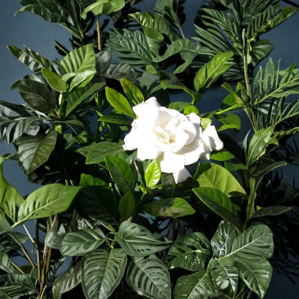 Heirloom White Gardenia Plant – Bare Root Shrub with Fragrant Large White Blooms – Gardenia jasminoides