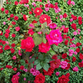 Double Knock Out® Red Rose Live Plant – 3 Gallon Disease-Resistant Flowering Shrub Rosa 'Double Knock Out'