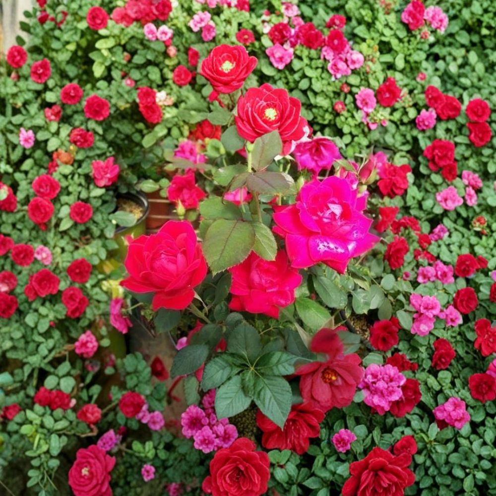 Double Knock Out® Red Rose Live Plant – 3 Gallon Disease-Resistant Flowering Shrub Rosa 'Double Knock Out'