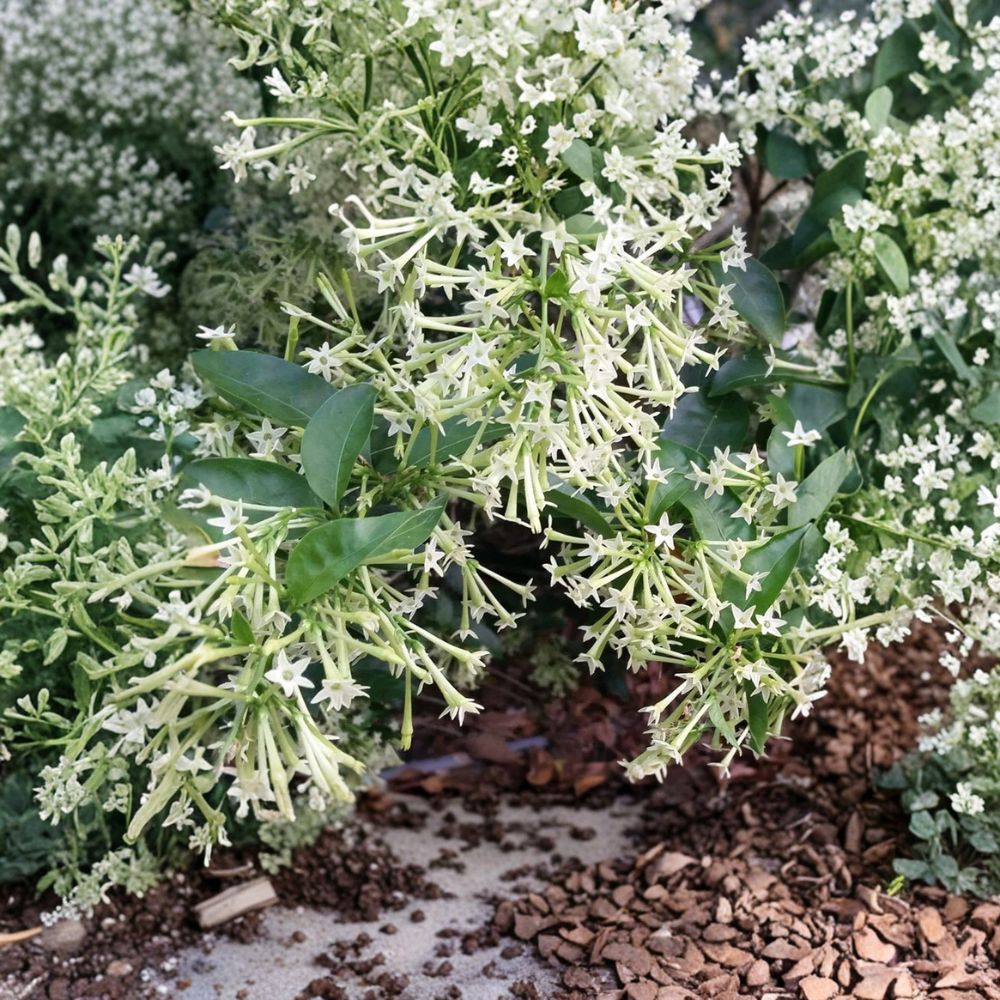 Night Blooming Jasmine Live Plant | Rooted Starter in Pot | Fragrant Cestrum nocturnum Shrub for Indoor & Outdoor
