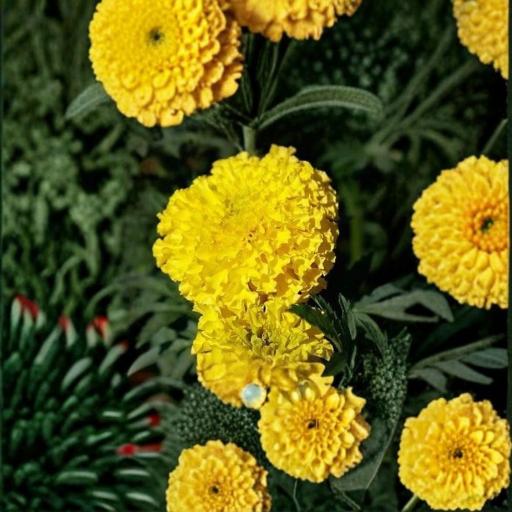 Marigold Coco Yellow Seeds | Tall African Tagetes erecta Bright Yellow Cut Flowers | Weather-Resistant, Easy to Grow