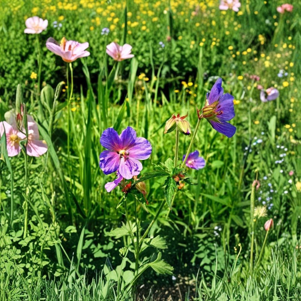 Wild Geranium Seeds – Geranium maculatum Native Woodland Perennial for Shade Gardens, Pollinator-Friendly Cranesbill Seeds