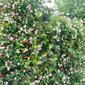Asian Star Jasmine Live Plants – 5 Vines, Fragrant Evergreen Ground Cover, Climbing or Spreading, Trachelospermum asiaticum