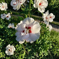 Double White Rose of Sharon Plant, 1 Gallon Hibiscus syriacus, Hardy Flowering Shrub for Garden, Butterfly Attractant, Landscape Plant