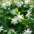 Jasmine Plant | Double White Fragrant Blooms | Jasminum sambac 'Belle of India' | Indoor & Patio Starter