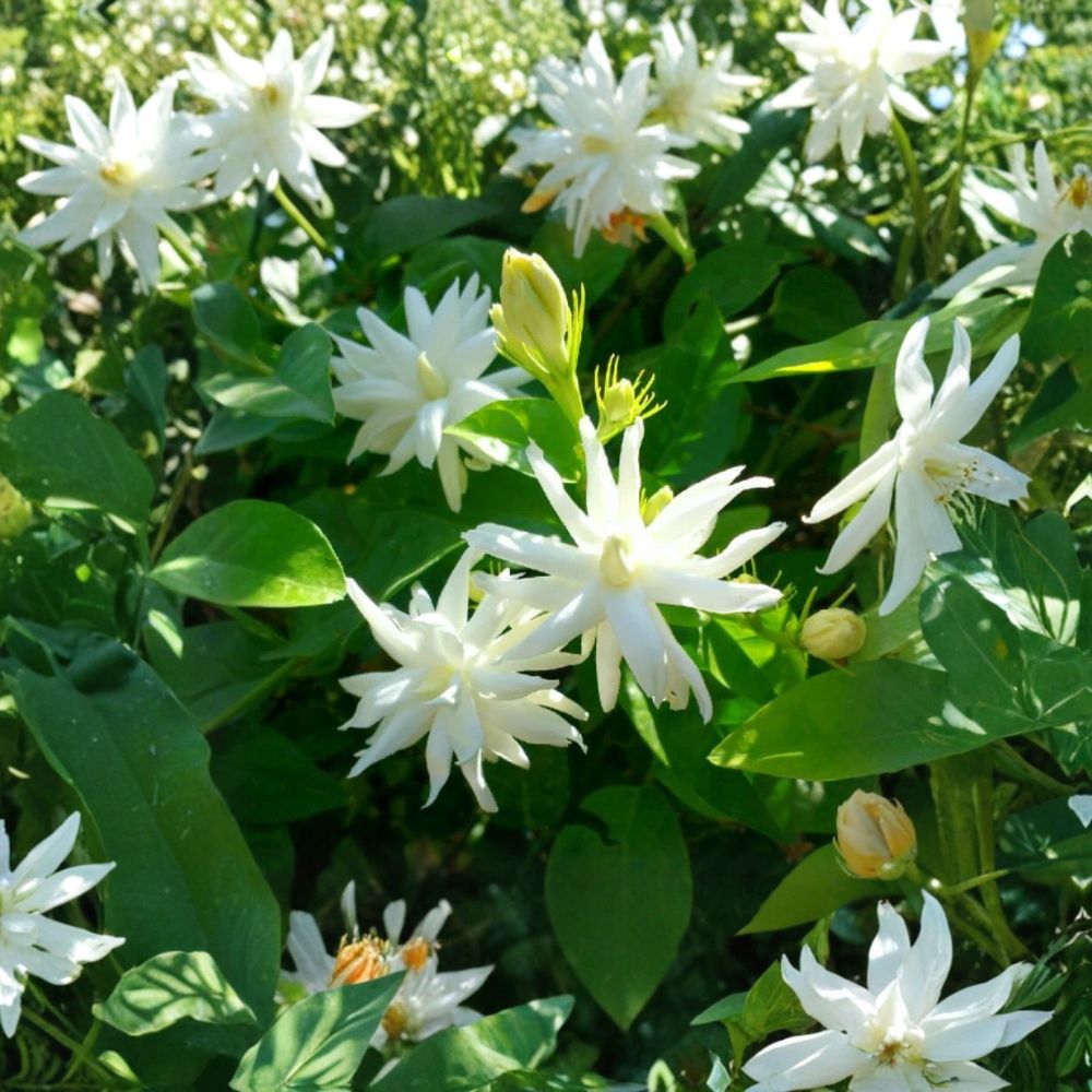 Jasmine Plant | Double White Fragrant Blooms | Jasminum sambac 'Belle of India' | Indoor & Patio Starter