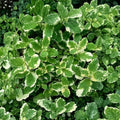 Organic Pineapple Mint Unrooted Cuttings – Variegated Mentha suaveolens ‘Variegata’ for Herb Gardens