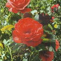 Impatiens Floribunda Rose Plant – 1 Gallon Orange Red Blooms, Garden Rose Bush, Rosa Floribunda 'Impatient'