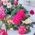 Ivy Geranium Salmon Pink Double Cuttings – Pelargonium peltatum Trailing Flowering Plant for Patio & Hanging Baskets