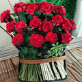 Geranium Seeds | Pinto Premium Red Deep Pelargonium x hortorum | Vibrant Deep Red Blooms for Garden & Container Planting