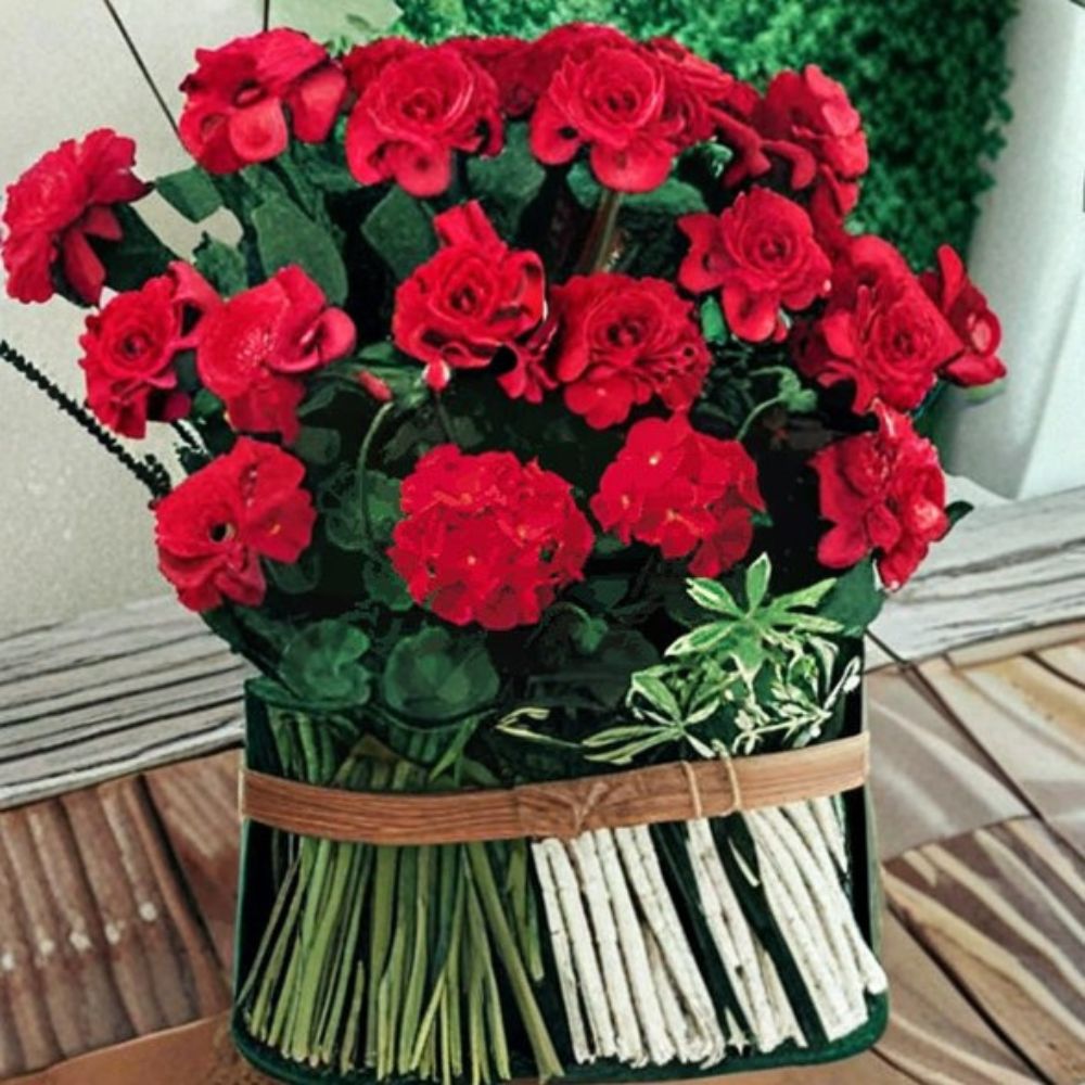 Geranium Seeds | Pinto Premium Red Deep Pelargonium x hortorum | Vibrant Deep Red Blooms for Garden & Container Planting