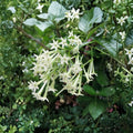 Night Blooming Jasmine Live Plant | Rooted Starter in Pot | Fragrant Cestrum nocturnum Shrub for Indoor & Outdoor