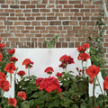 Presto Dark Red Geranium Plant | 4.5-Inch Pot | Deep Red Flowers | Indoor & Outdoor Pelargonium spp.