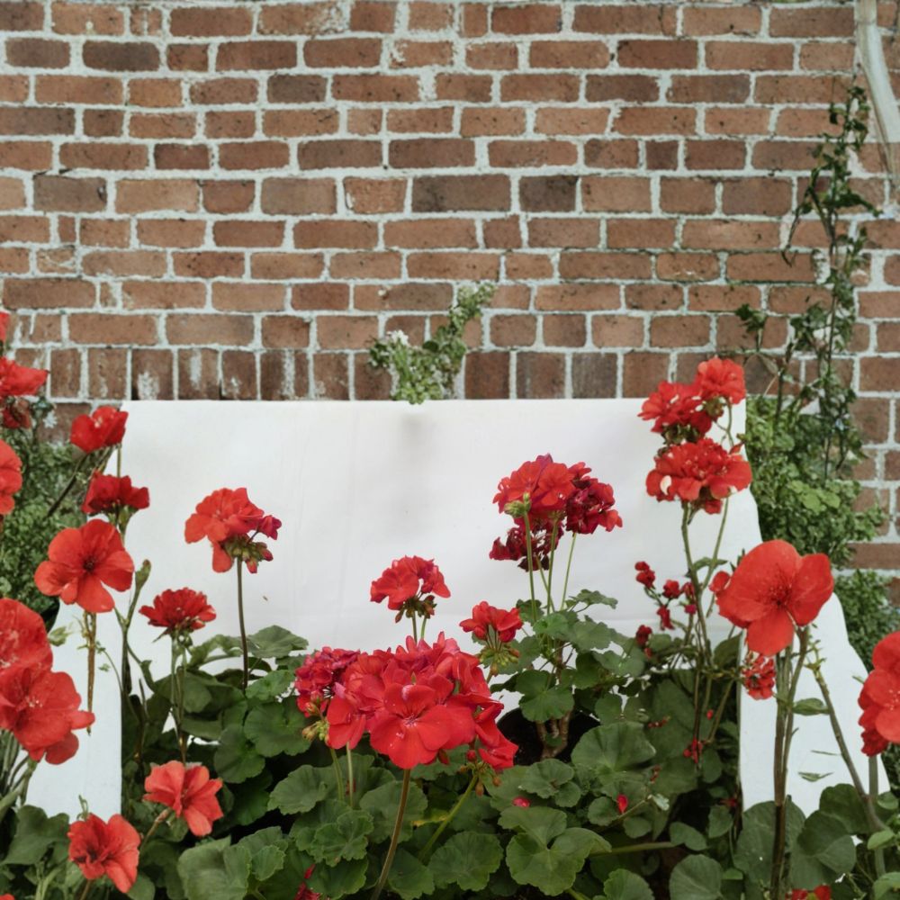 Presto Dark Red Geranium Plant | 4.5-Inch Pot | Deep Red Flowers | Indoor & Outdoor Pelargonium spp.