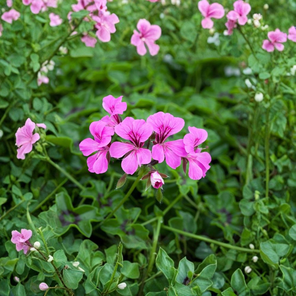 Reach Out Light Purple Ivy Geranium Seeds – Trailing Pelargonium for Hanging Baskets & Containers | Blooming Patio Plant