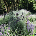 Organic Lavender Cuttings – Live Unrooted English Lavender Stems, Fragrant Herb Plant for Indoor Outdoor Gardening – Lavandula angustifolia