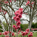 Crimson Cascade Weeping Flowering Peach Tree – Live Prunus persica with Double Red Pink Blooms, Ornamental Landscape Tree