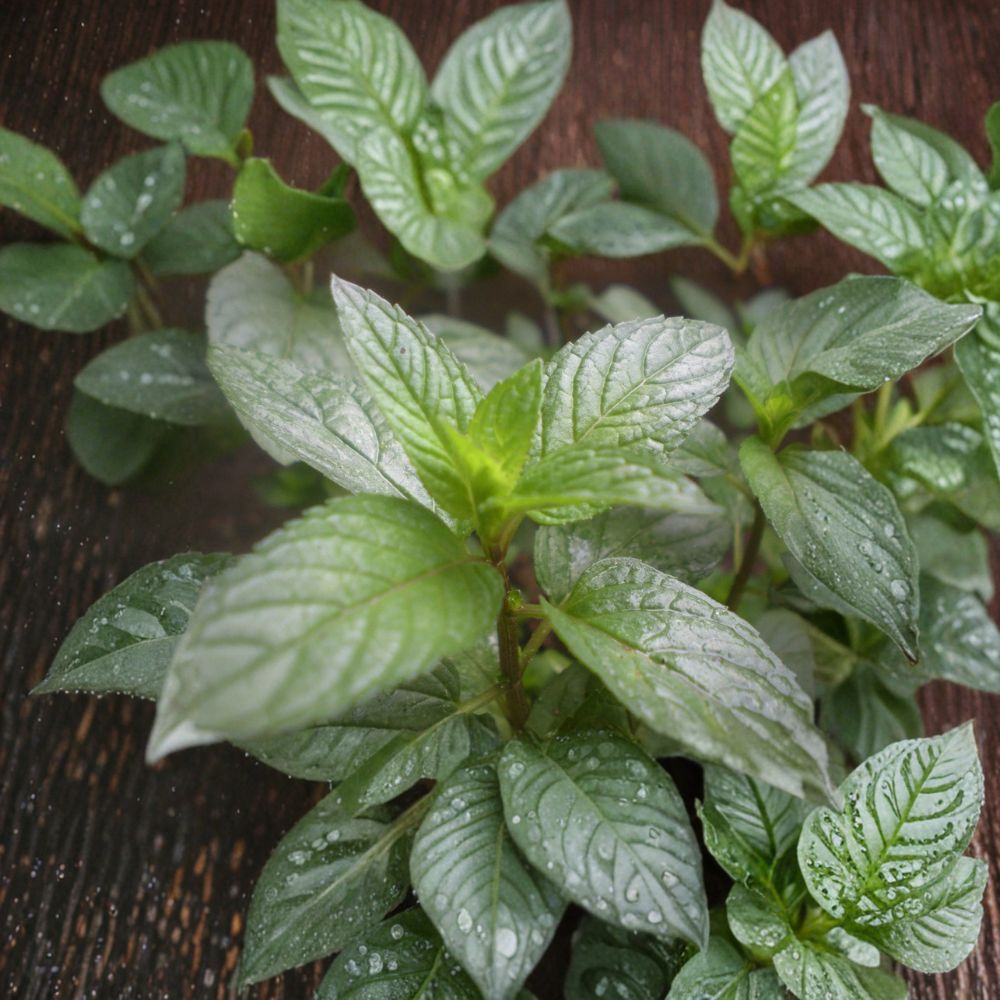 Peppermint Mint Unrooted Cuttings – Organic Mentha × piperita Culinary Herb, Easy to Root, Container Friendly