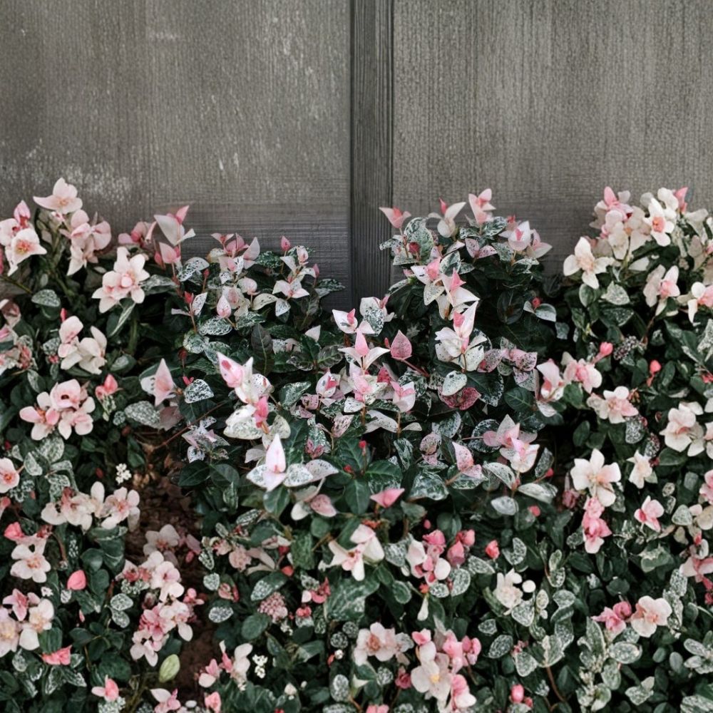 Snow N Summer™ Asian Jasmine Live Plant, Variegated Evergreen Groundcover, Fragrant Vine, 1 Quart Size, Trachelospermum asiaticum