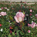 Hybrid Tea Rose Plant – 5 Gallon Kordes Perfecta Everblooming Rose Bush for Garden, Landscape, Cut Flowers