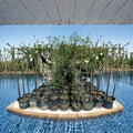 AU Rubrum Plum Tree – Live Plant, 4–6 Feet, Red Skinned Fruit, Prunus salicina, Early Season, Easy to Grow