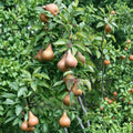 Bosc Pear Tree Bare Root – European Pyrus communis, Sweet Firm Fruit, Grafted on OHxF 333 Rootstock