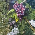 Black Cowart Muscadine Grape Vine – Self-Fertile, Dark Sweet Grapes, 3 Gallon Live Plant, Vitis rotundifolia