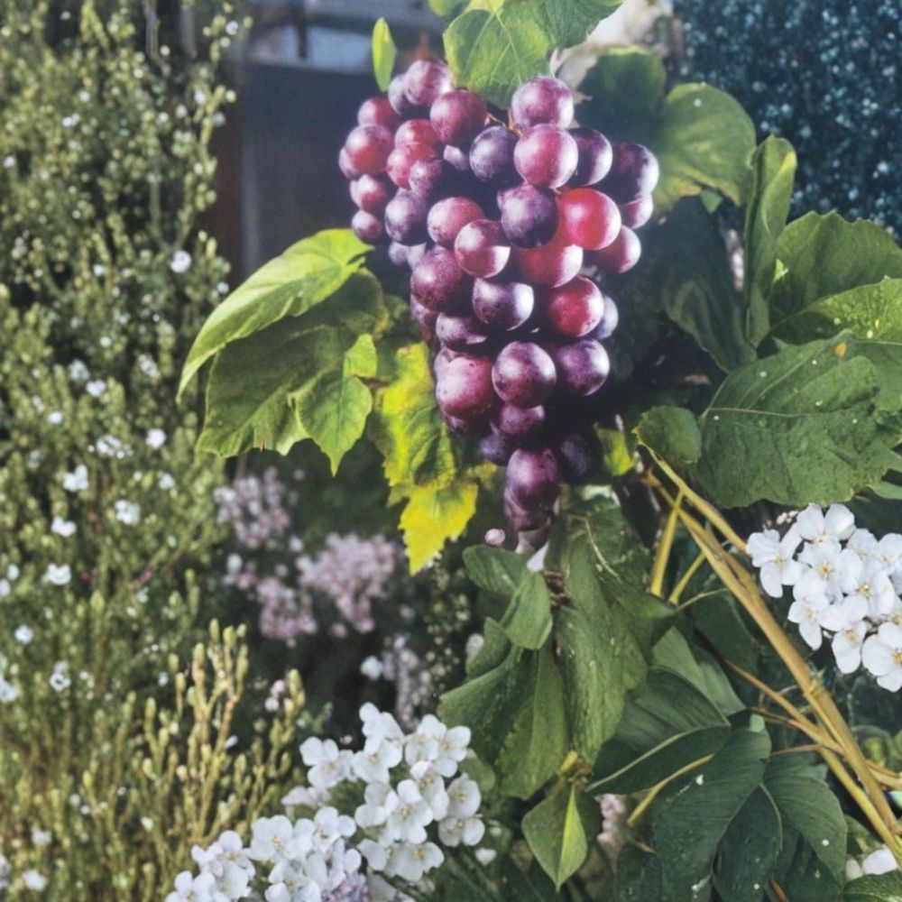 Black Cowart Muscadine Grape Vine – Self-Fertile, Dark Sweet Grapes, 3 Gallon Live Plant, Vitis rotundifolia